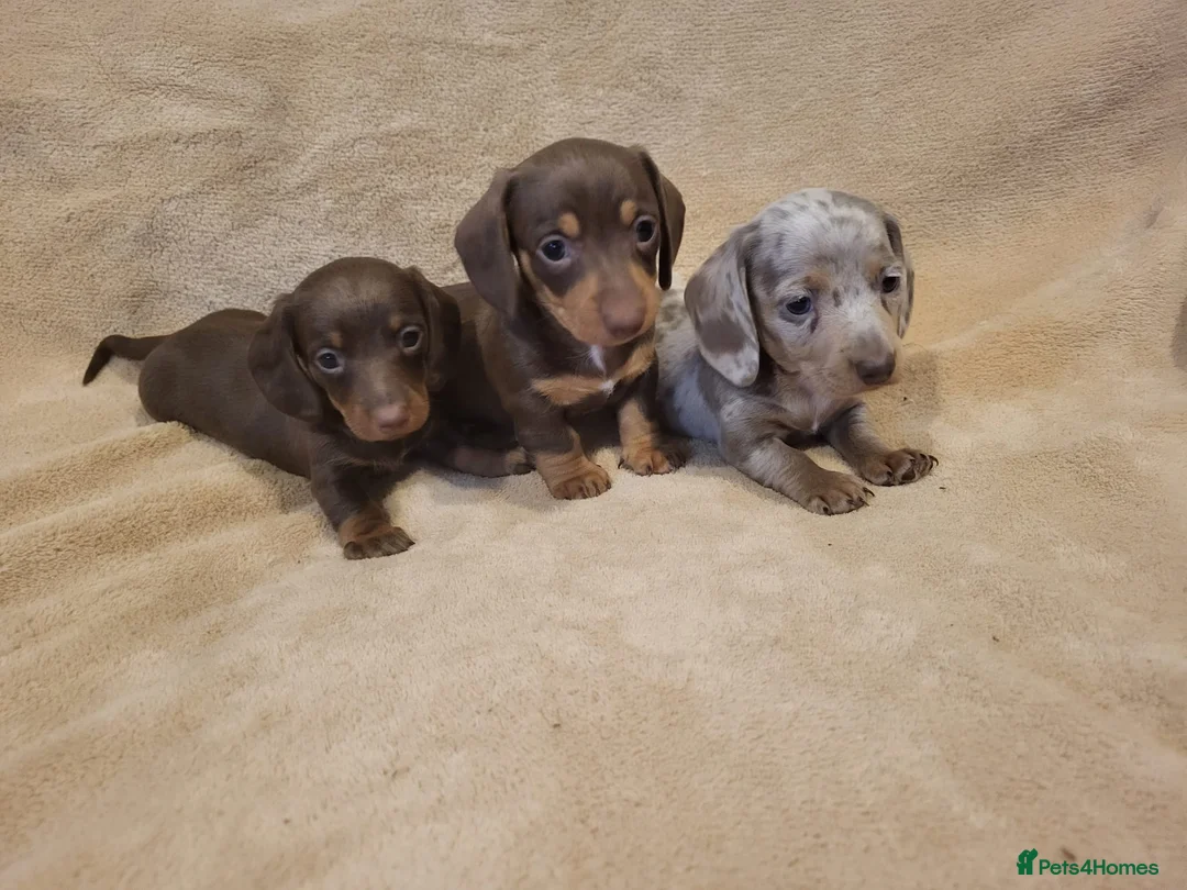 Miniature Dachshund dogs for sale: 5 miniature dachshund puppies in Norwich - Advert 3