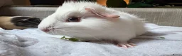 Guinea Pig rodents for sale: Sweet Baby Guinea Pigs for sale  - Advert 9