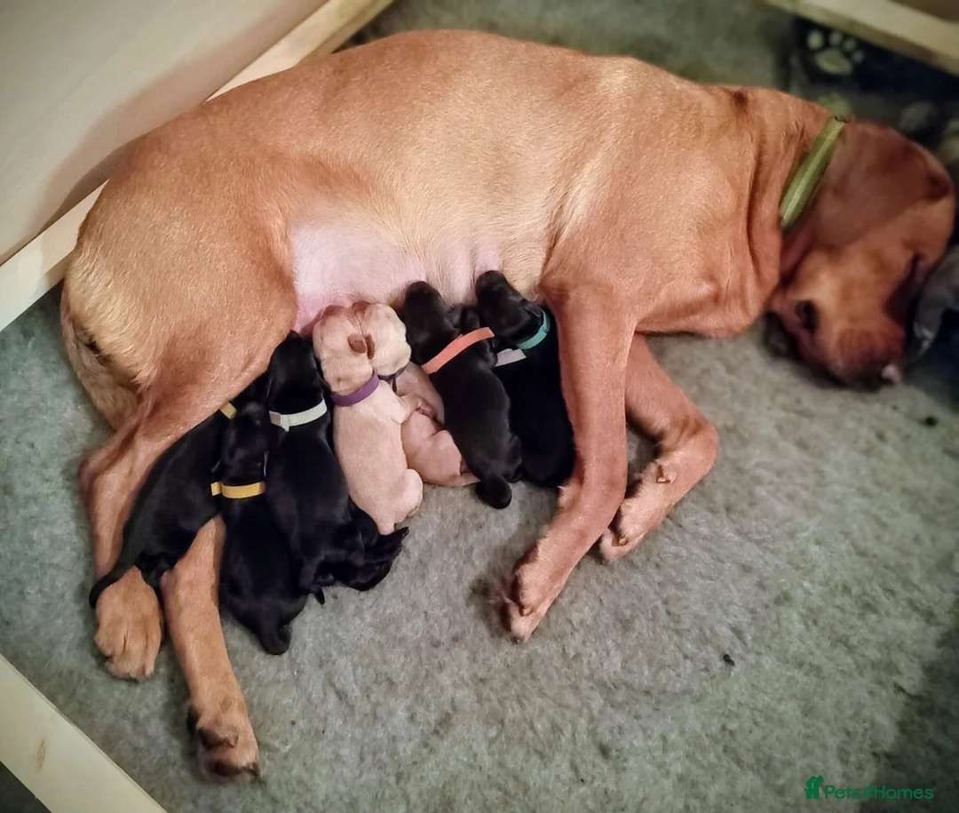 Labrador Retriever dogs for sale: KC reg yellow & black Labrador puppies socialised - Advert 1