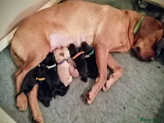 Labrador Retriever dogs KC registered yellow & black pups well socialised - Advert 3