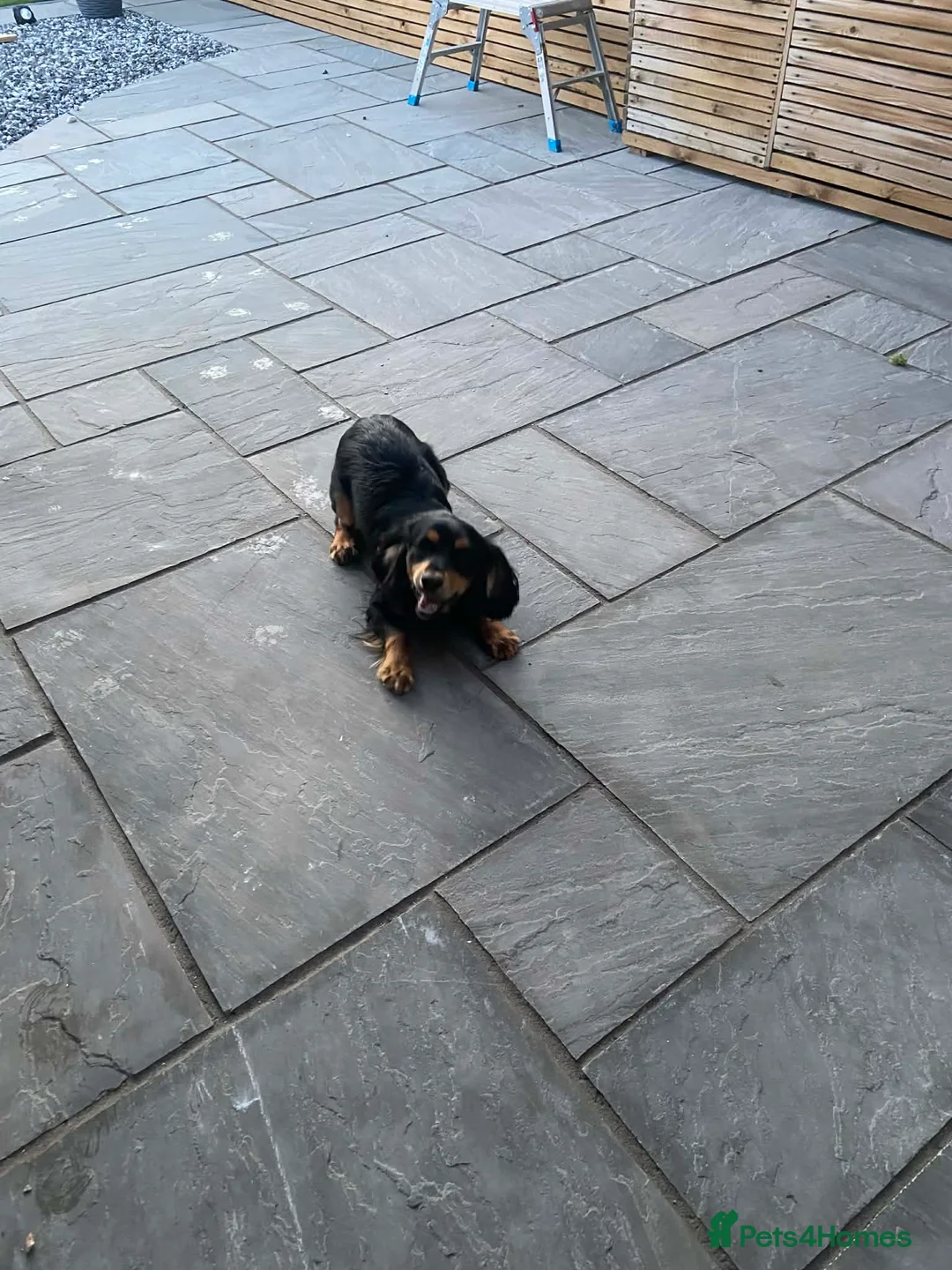 Cocker Spaniel dogs for sale: Boy cocker spaniel  - Advert 1