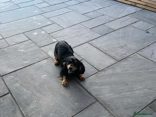 Cocker Spaniel dogs Boy cocker spaniel - Advert 5