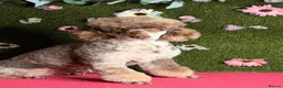 Labradoodle dogs for sale: Gorgeous Miniature Labradoodles - Advert 3