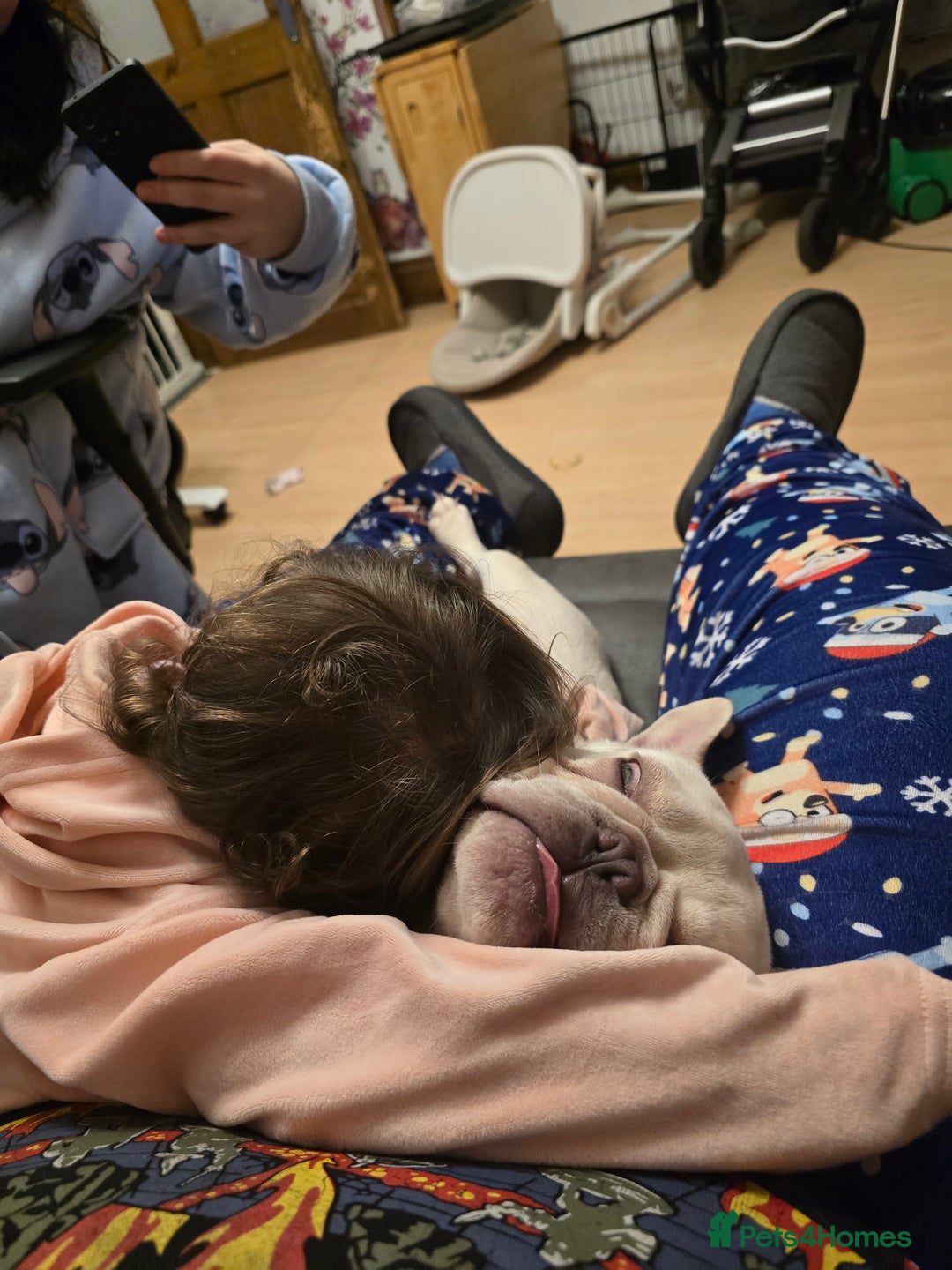 French Bulldog dogs for sale: Mylo-French Bulldog-8 months - Advert 6