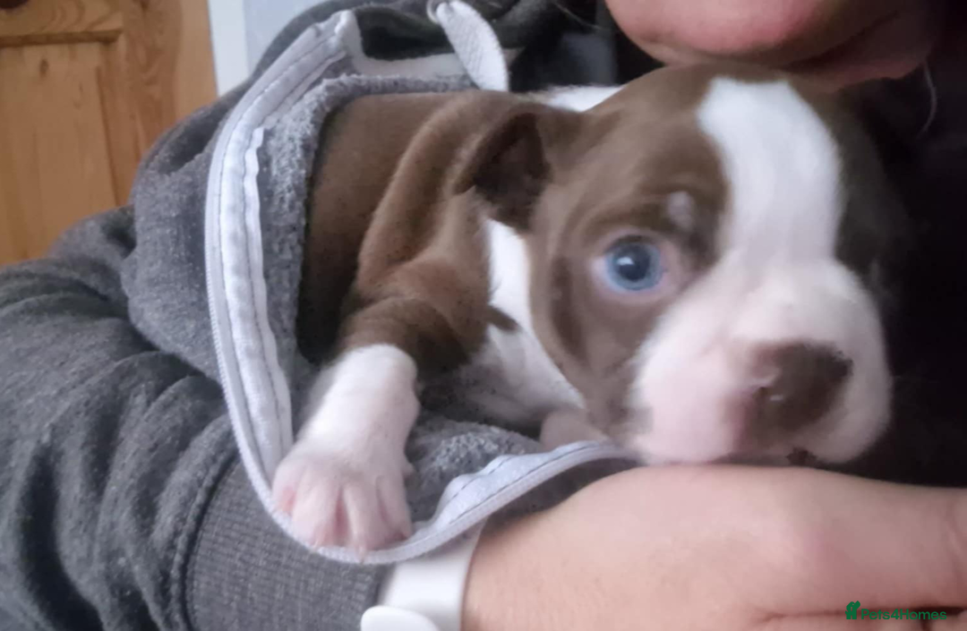 Boston Terrier dogs for sale: Red & white male Boston terrier - Image 9