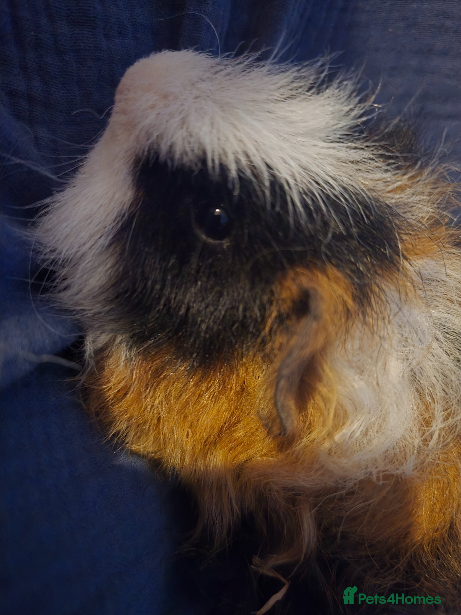 Guinea Pig rodents Pair of male brother guinea pigs - Advert 2