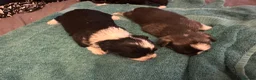 Chihuahua dogs for sale: Chihuahua puppies 2 boys & 1 girl, ready mid sept in Doncaster - Advert 16