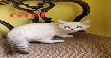 Scottish Fold cats - Advert 13