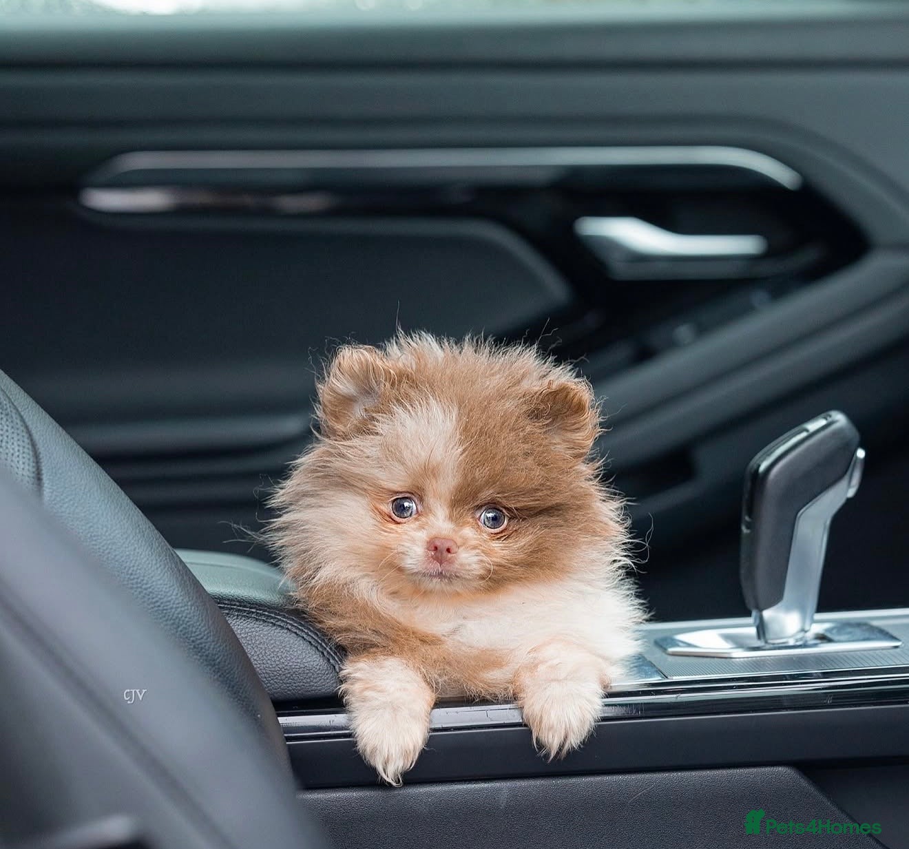 Pomeranian dogs Lilac Split face Merle female pom  - Advert 13