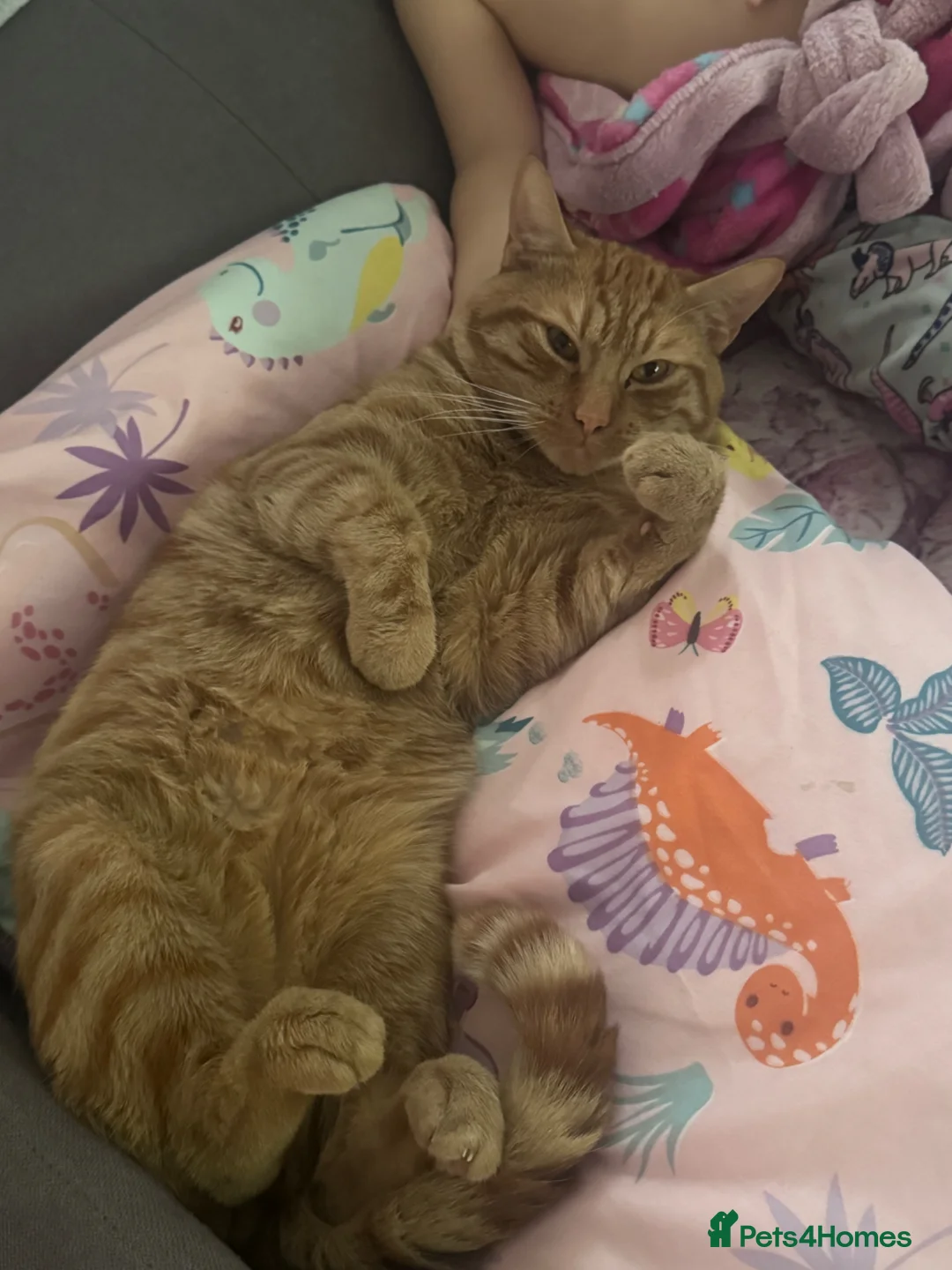 Mixed Breed cats for sale: Mango, fluffy and willow - Advert 2