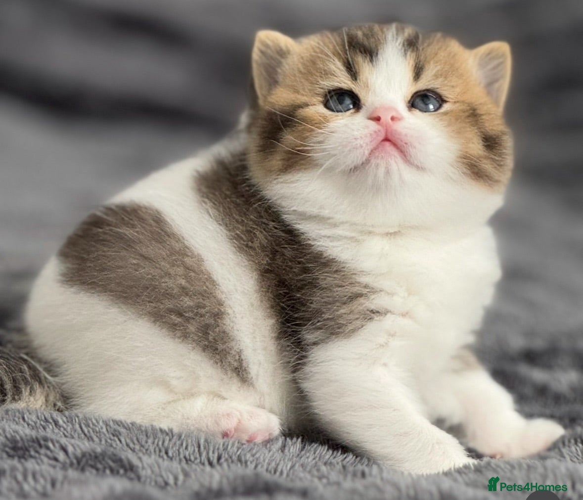 British Shorthair cats Beautiful Tica reg tabby bi colour boy left  - Advert 1