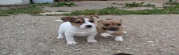 Jack Russell dogs for sale: Jack Russell Puppies - Advert 15