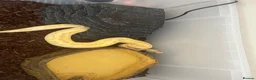 Python Snake reptiles for sale: Banana pied royal python  in Hull - Advert 5