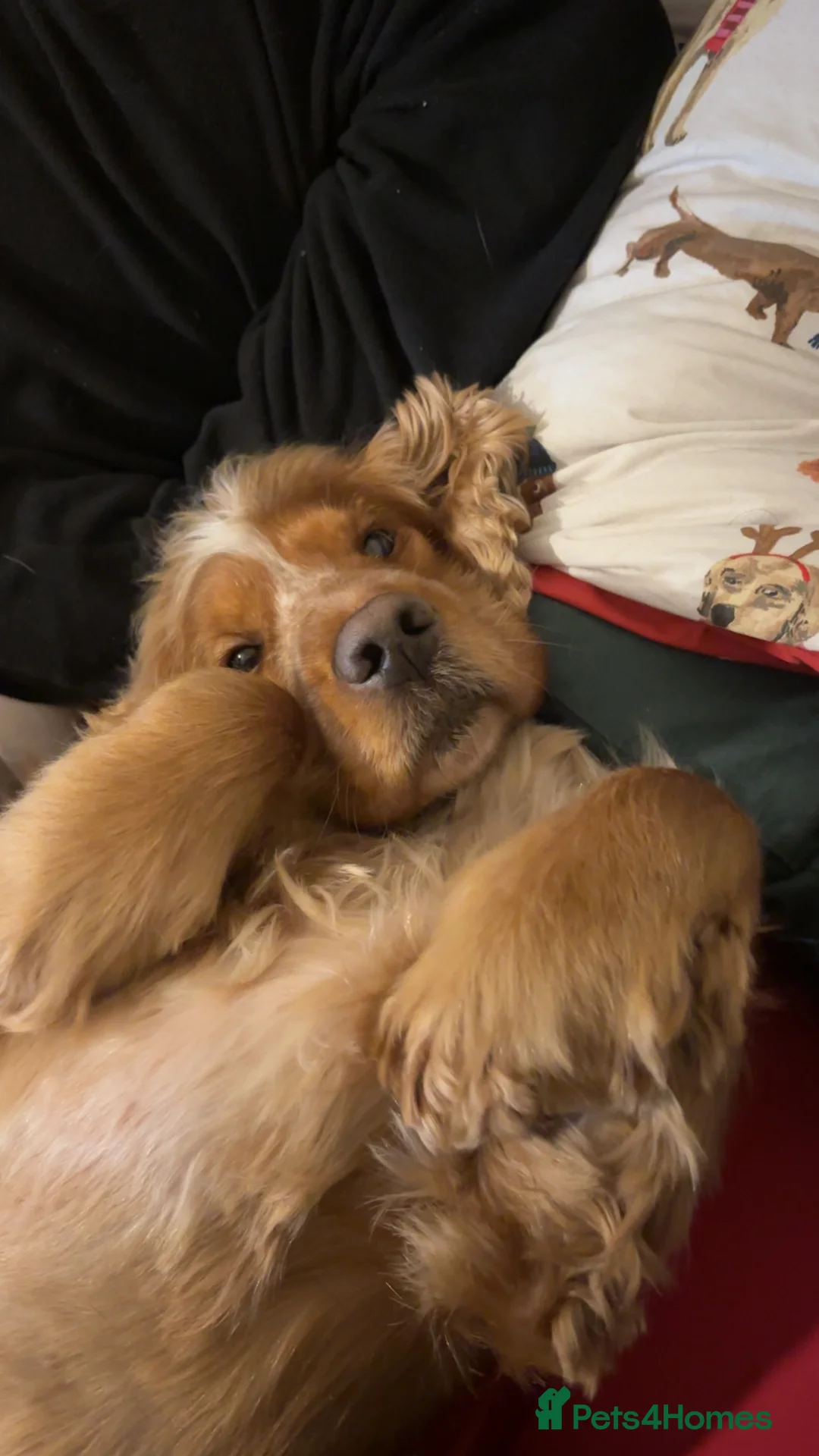 Cocker Spaniel dogs for sale: Frankie - Advert 1