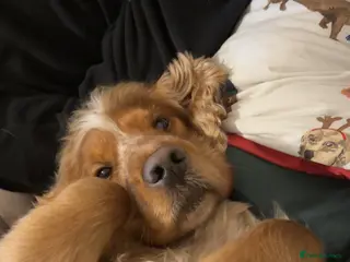 Cocker Spaniel dogs Frankie - Advert 11