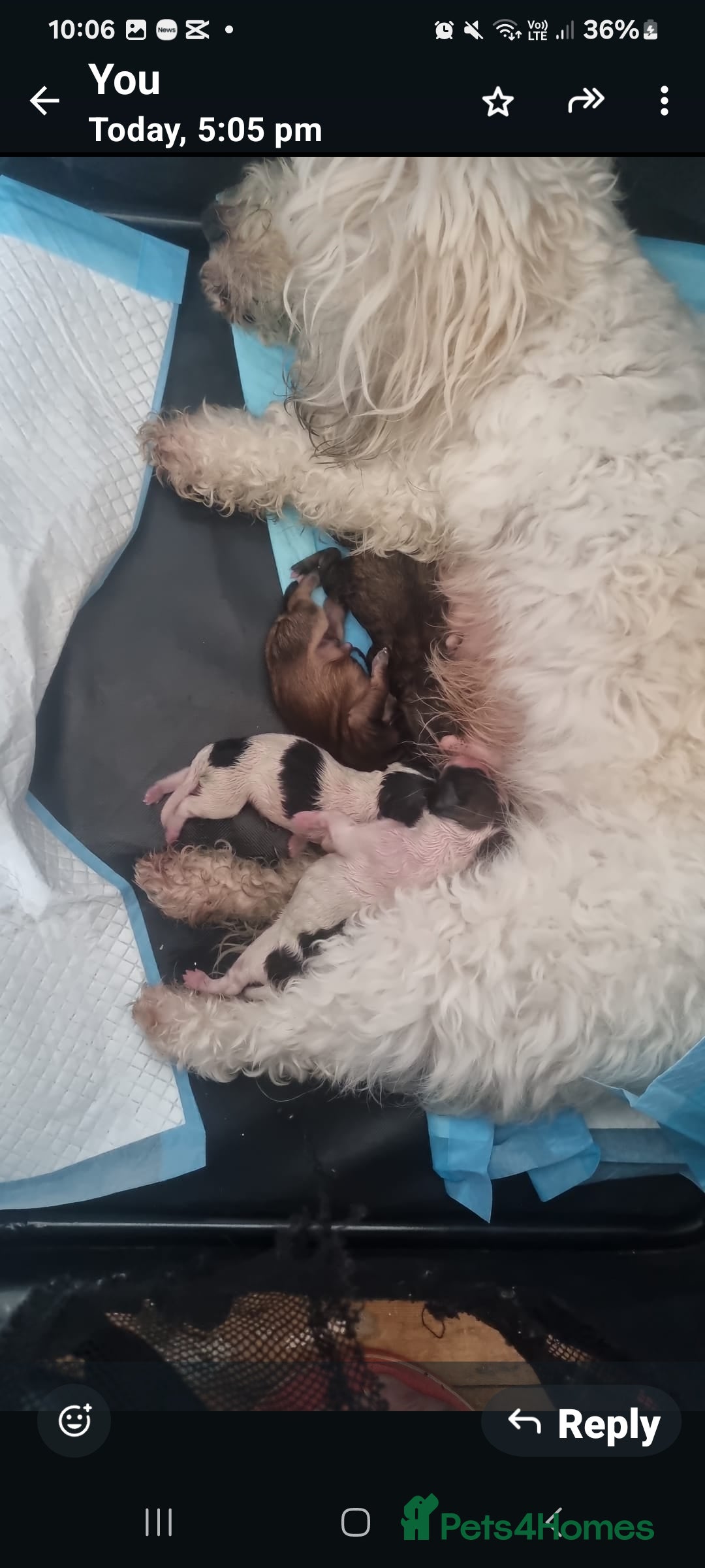 Maltipoo dogs for sale: Maltipoo's rare sable parti colours x4 - Image 27