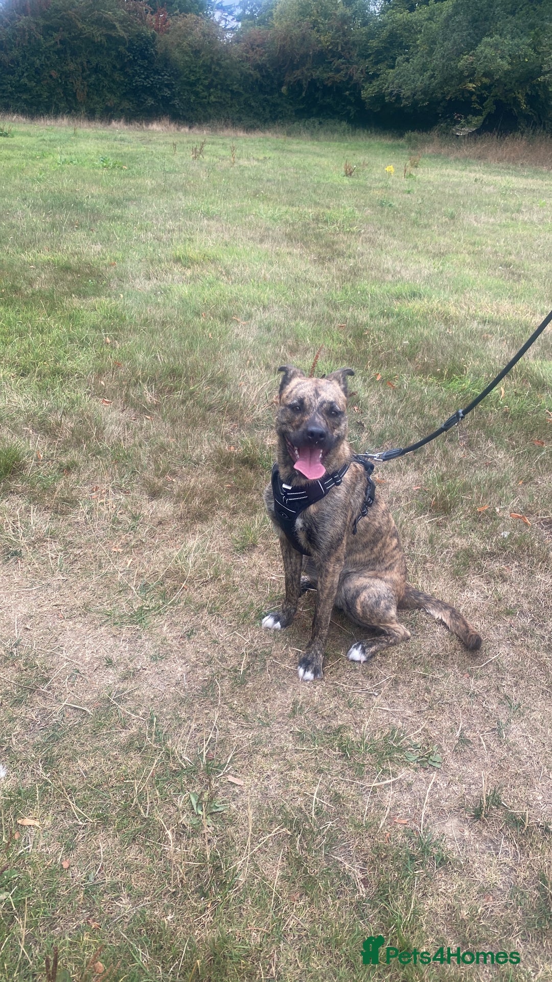 Mixed Breed dogs for sale: 1 year old dog needs rehoming  - Image 5