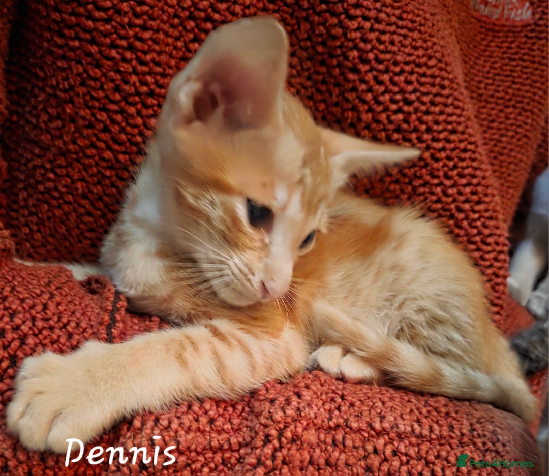 Siamese cats for sale: *1 left*Beautiful GCCF registered Siamese kittens  - Image 15