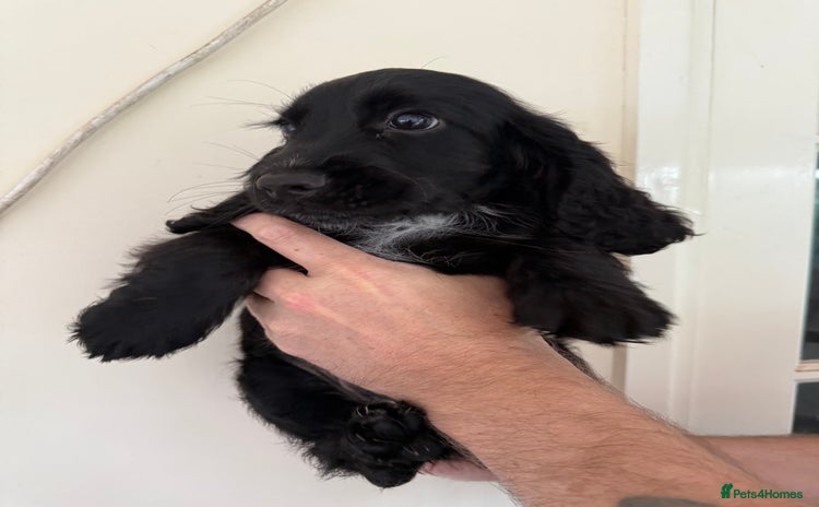 Cocker Spaniel dogs - Advert 3