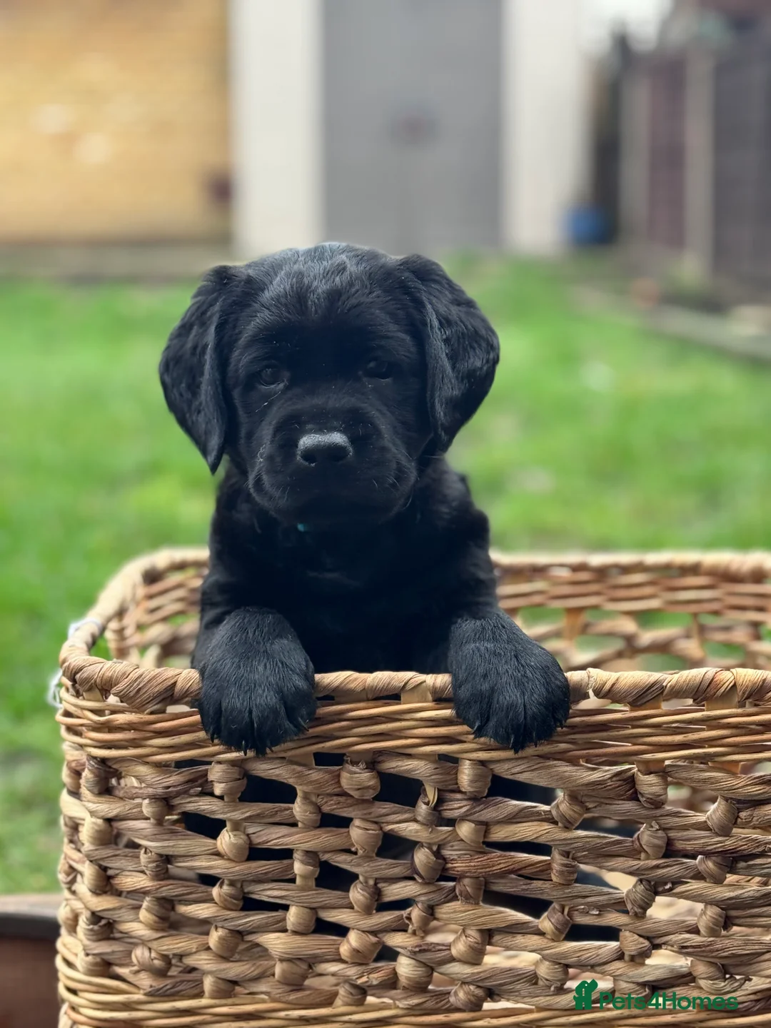 Labrador Retriever dogs for sale:  ✨ KC Registered Labrador Retriever Puppies   - Advert 8
