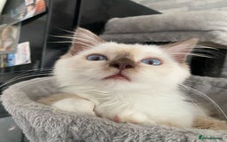 Ragdoll cats for sale: One left chocmink tabby mitted male  - Image 17