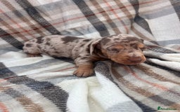 Miniature Dachshund dogs for sale: 5⭐️BREEDERS🏆KCREG🌸6GIRL💙1BOY🩺HEALTH TESTED🧬 - Image 17