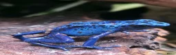 Frog reptiles for sale: Dendrobates tinctorius Azules Dart Frog Tadpoles - Advert 1