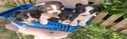 Border Collie dogs for sale: Border Collie Puppies  in Hexham - Advert 1