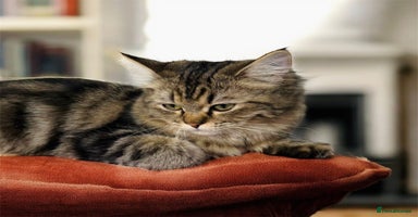 Persian cats - Advert 10