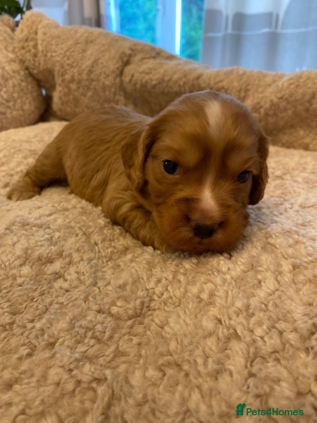 Cocker Spaniel dogs for sale: KC Working Cocker Spaniel Puppies  - Advert 4