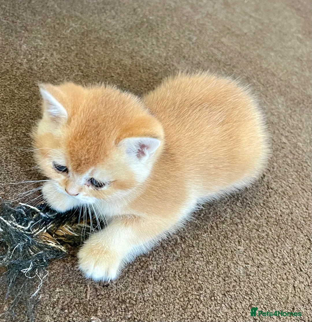 Scottish Fold cats for stud: GOLD CHINCHILLA SCOTTISH STRAIGHT PEDIGREE. STUD in London - Advert 6