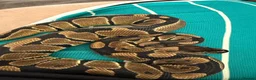 Python Snake reptiles for sale: Ball python for sale - Advert 2