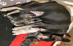 French Bulldog dogs for sale: 5 Beautiful French Bulldog Puppies  - Image 16