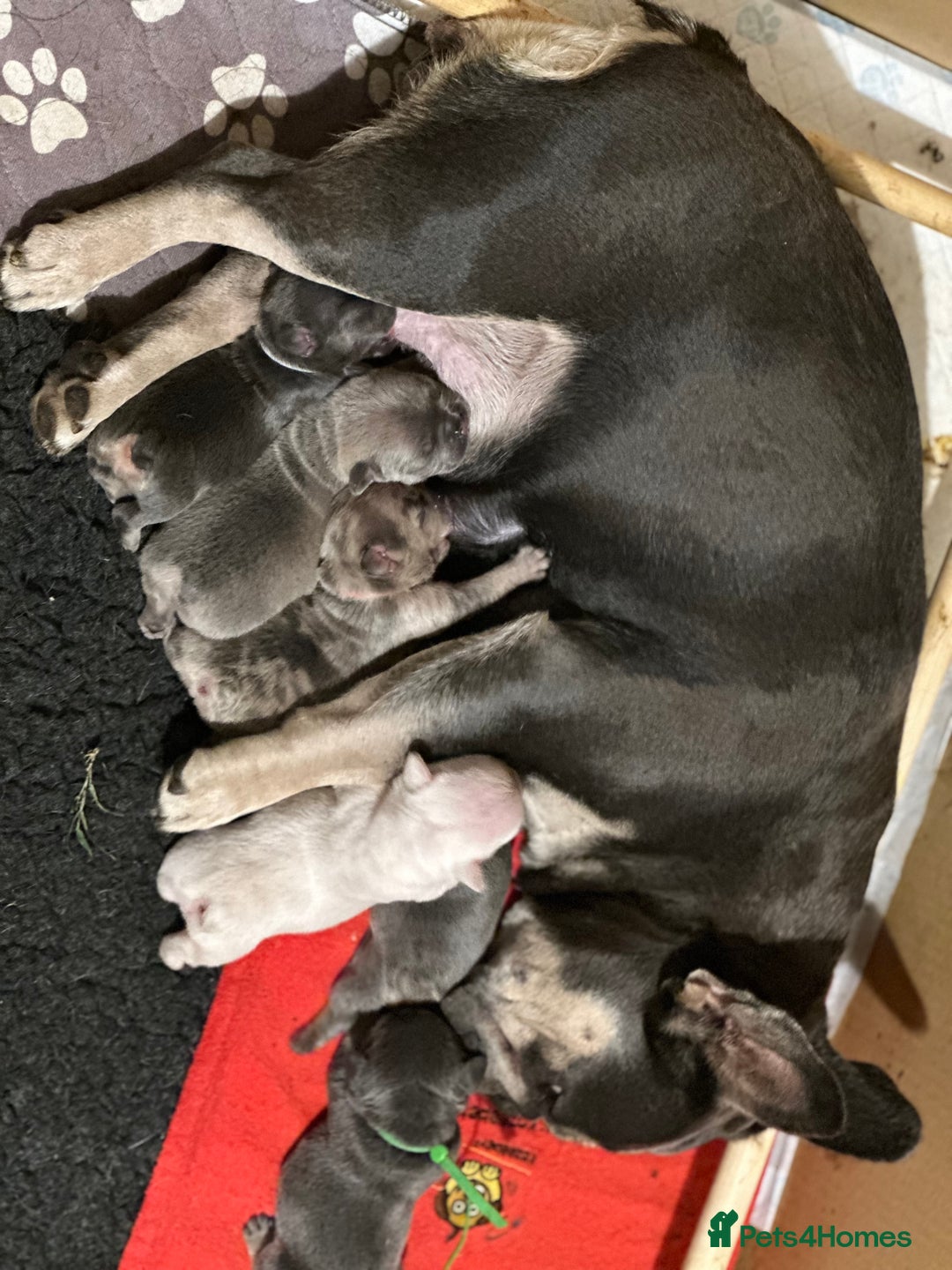 French Bulldog dogs for sale: 5 Beautiful French Bulldog Puppies  - Image 16