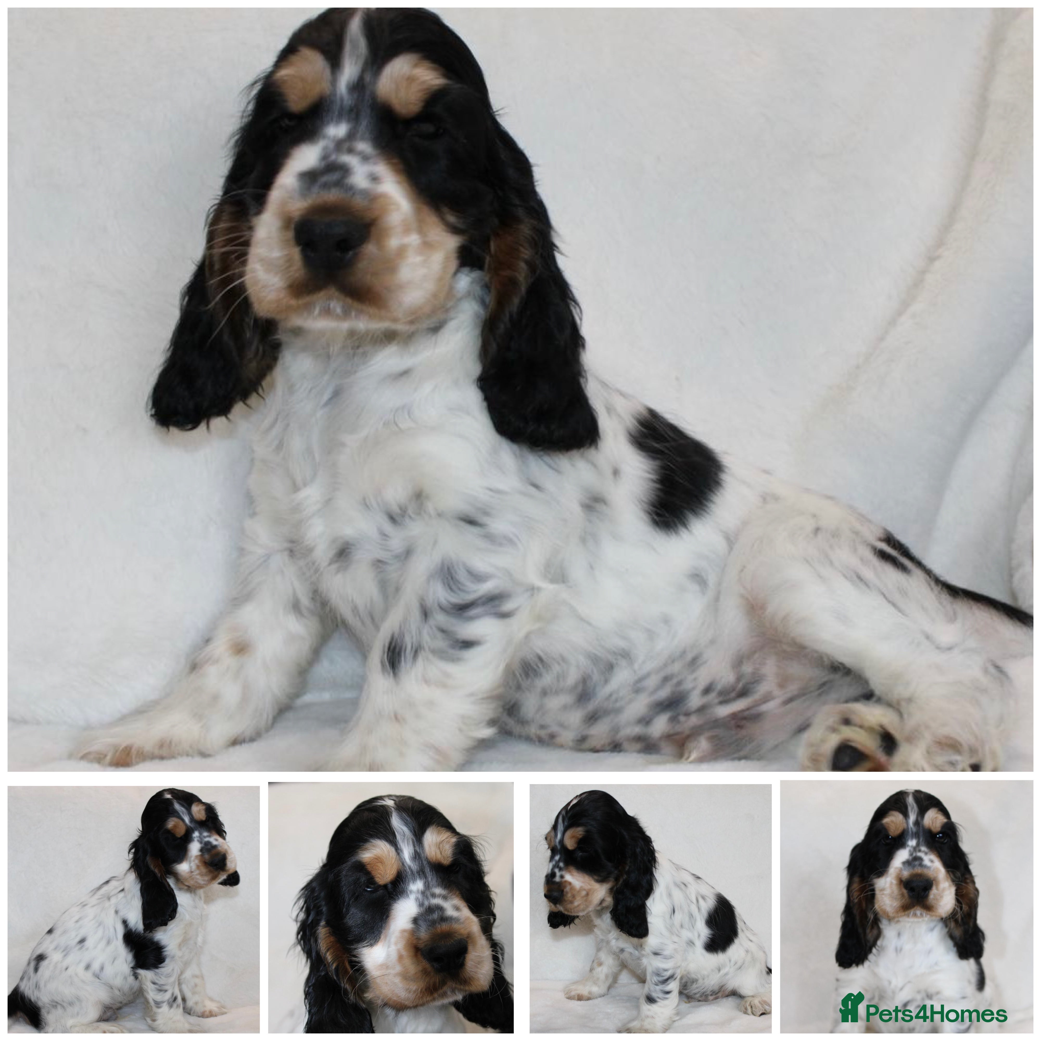 Cocker Spaniel dogs Kc Show type Cocker Spaniels  - Advert 6