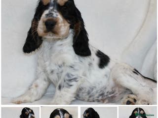 Cocker Spaniel dogs Kc Show type Cocker Spaniels - Advert 8