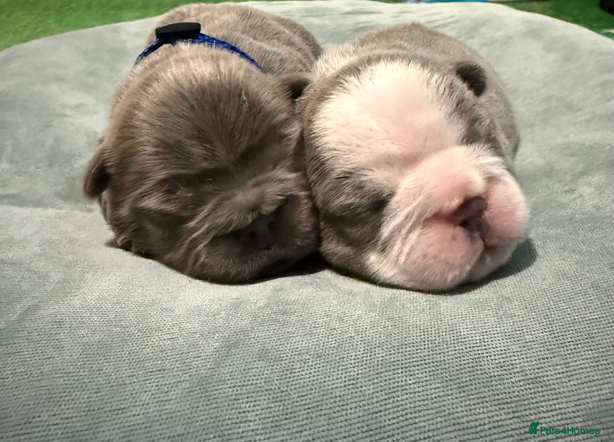 French Bulldog dogs Beautiful French Bulldog puppies fluffy type - Advert 1