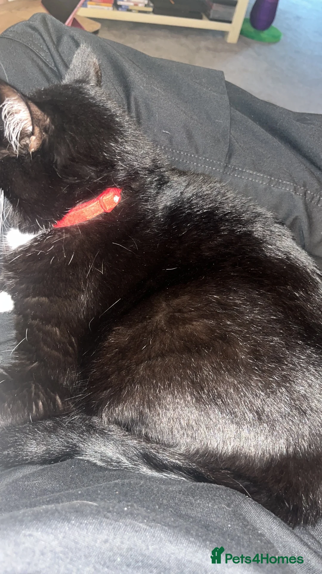 Mixed Breed cats for sale: Re homing  in Gillingham - Advert 3