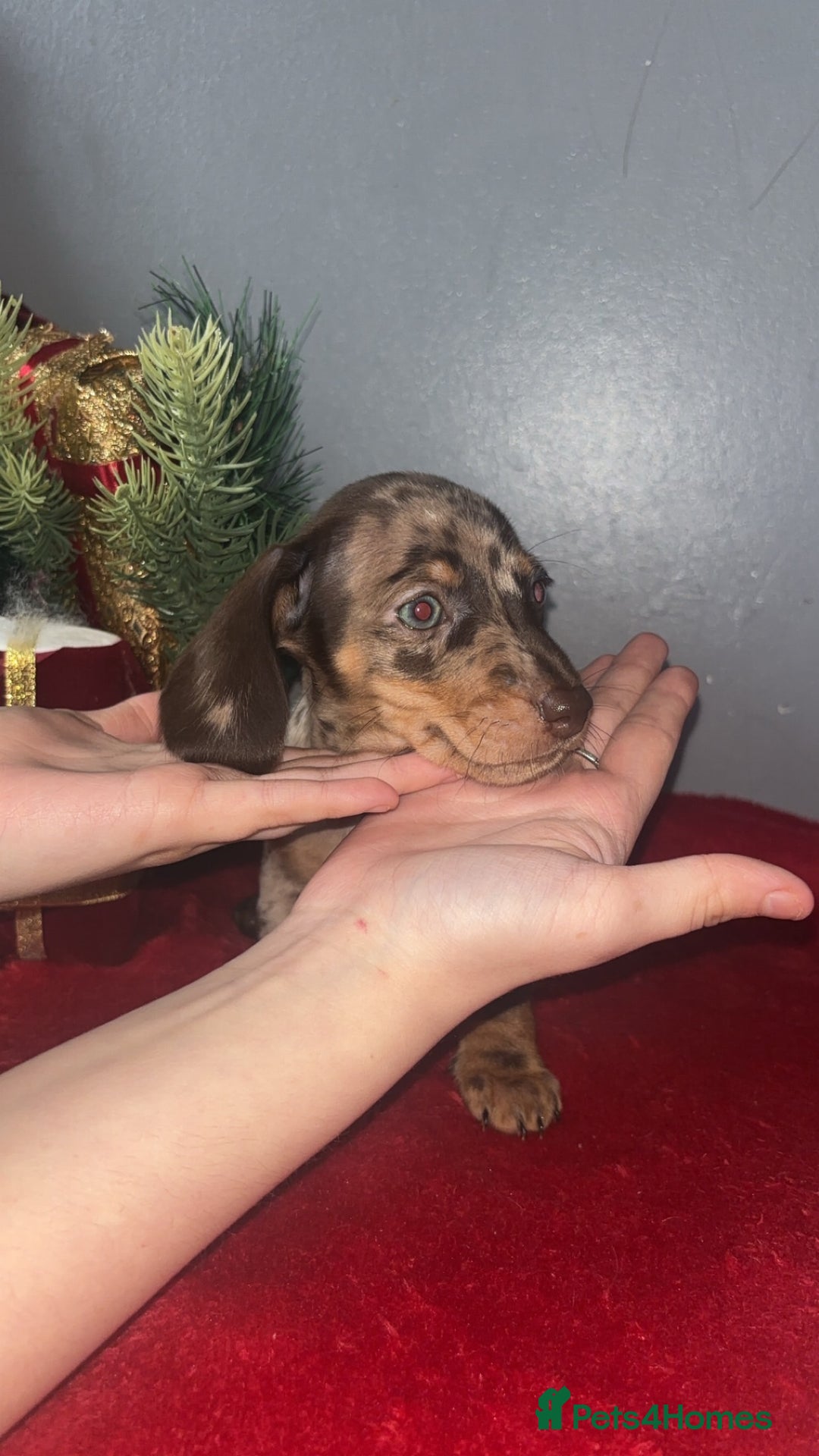 Dachshund dogs for sale: Miniature dachshund puppies for sale  - Advert 8