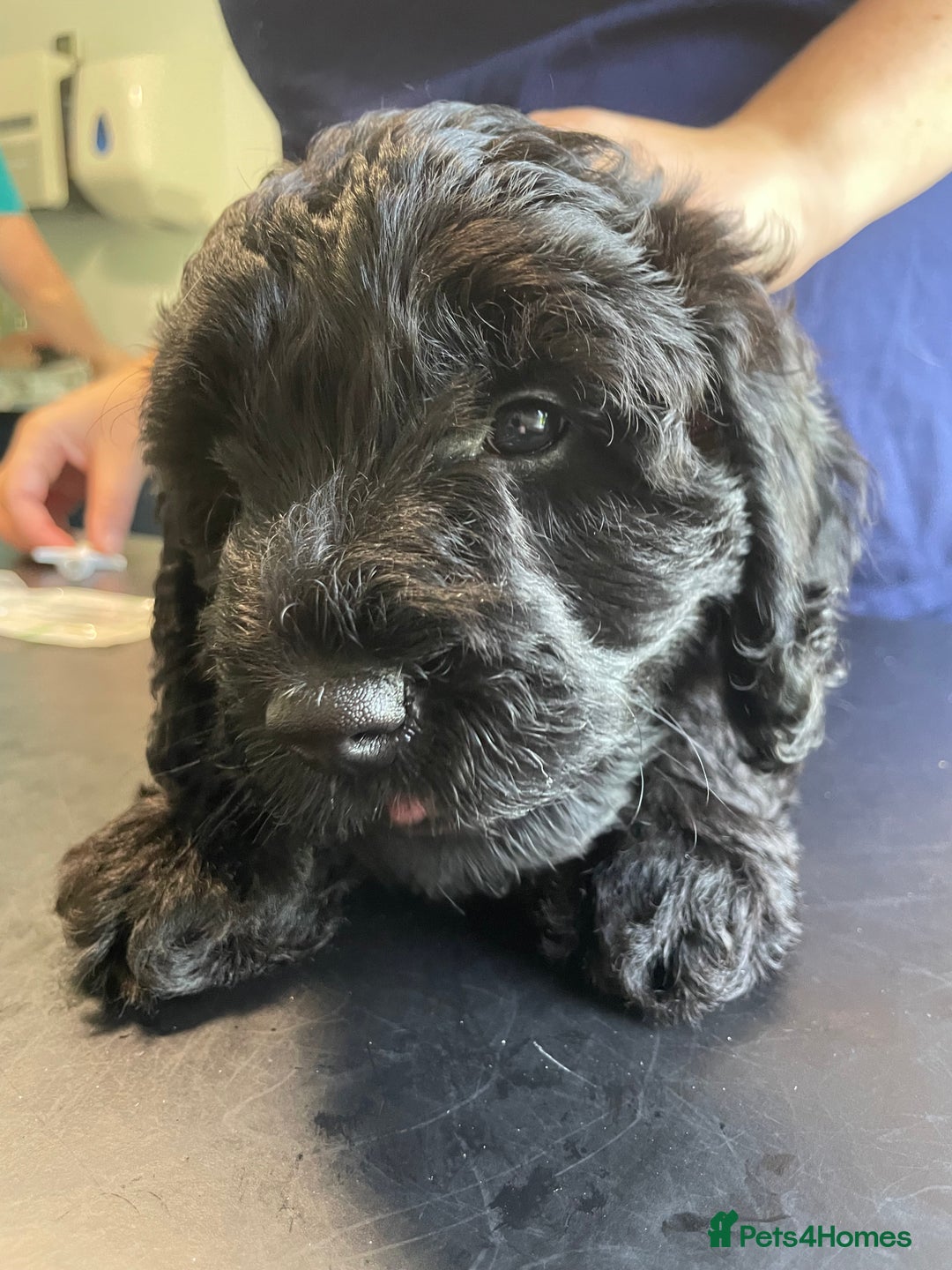 Sproodle dogs for sale: 1 Gorgeous F2 Sproodle Girl FULLY Vaccinated - Image 22