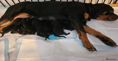 Rottweiler dogs in Battle - Advert 16