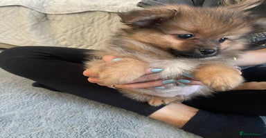 Pomeranian dogs - Advert 14