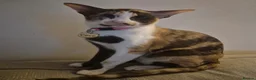 Oriental cats for sale: Pedigree Oriental kittens  - Advert 8
