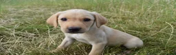 Labrador Retriever dogs for sale: Stunning Working Pedigree Labrador Puppies  - Advert 10