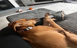 Mixed Breed dogs for sale: 16 week old hunter way female tan coloured  - Image 2