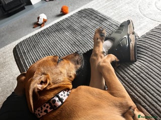 Mixed Breed dogs for sale - Advert 1