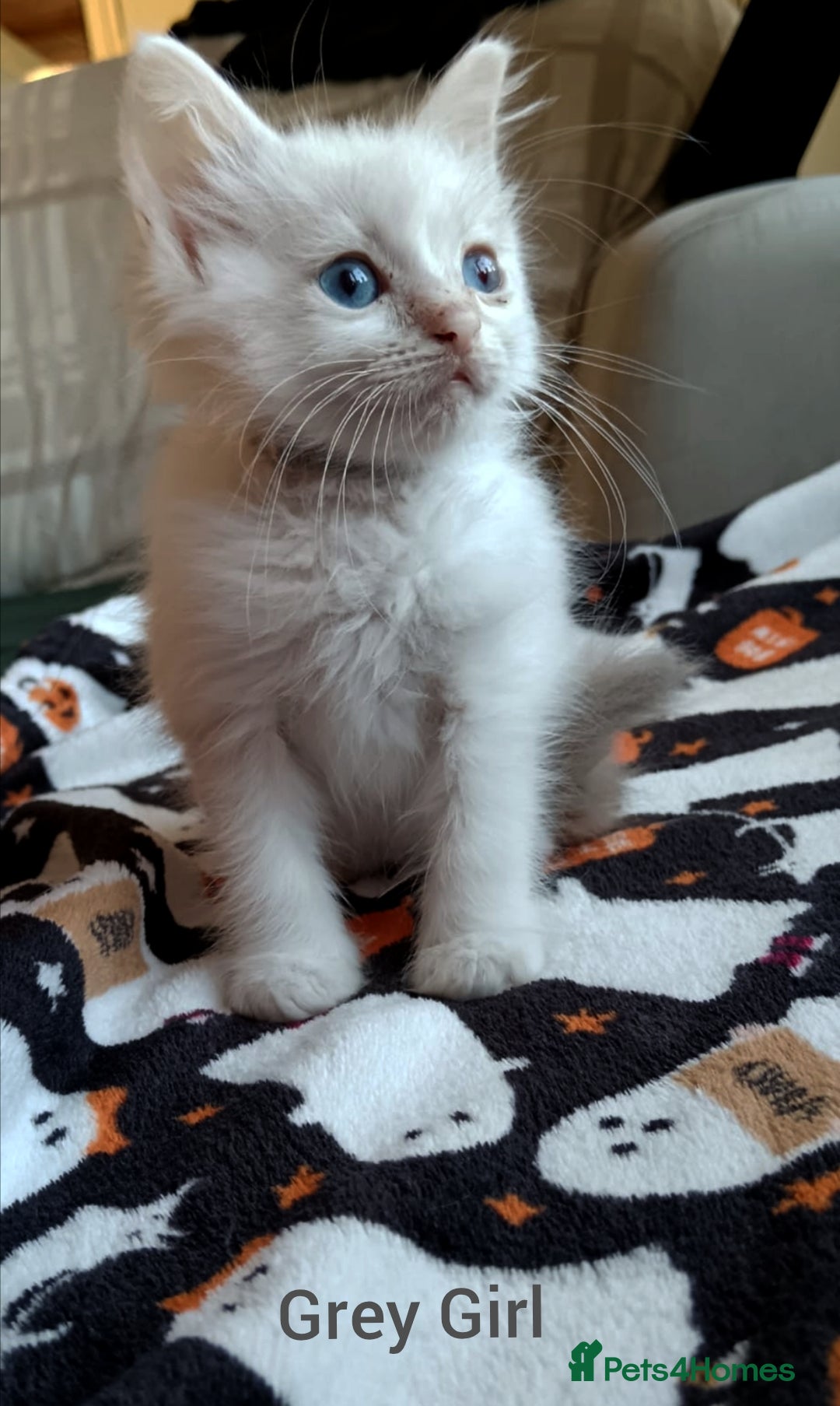 Ragdoll cats for sale: Ragdoll kittens  - Image 8