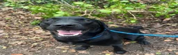 Labrador Retriever dogs for stud: Black Labrador Stud - Shadow/Proven in Ivybridge - Advert 2