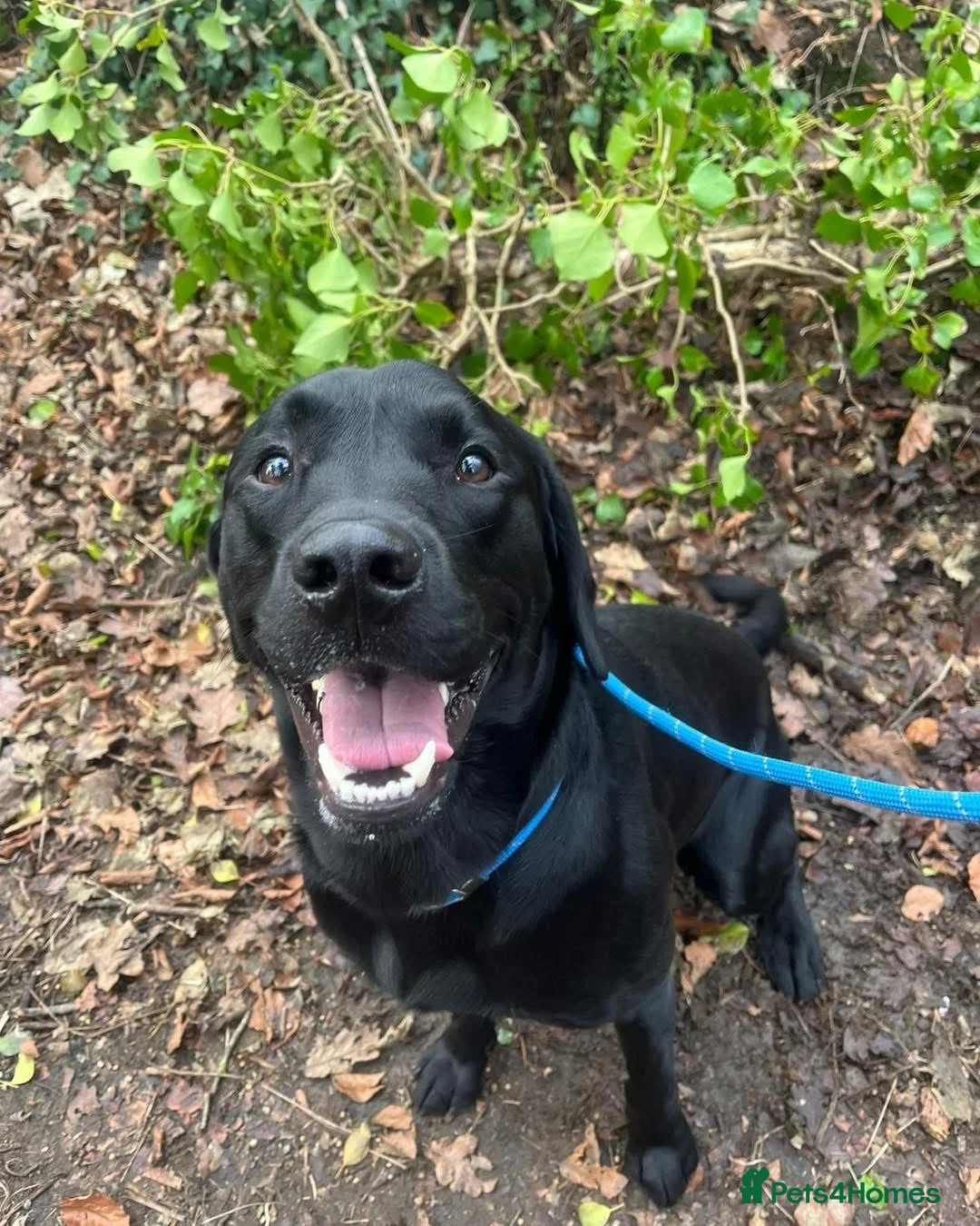 Labrador Retriever dogs for stud: Black Labrador Stud - Shadow/Proven in Ivybridge - Advert 2