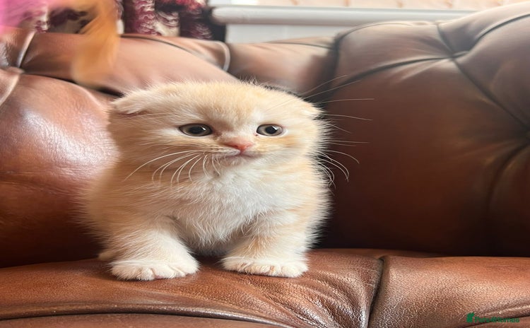 Scottish Fold cats - Advert 2